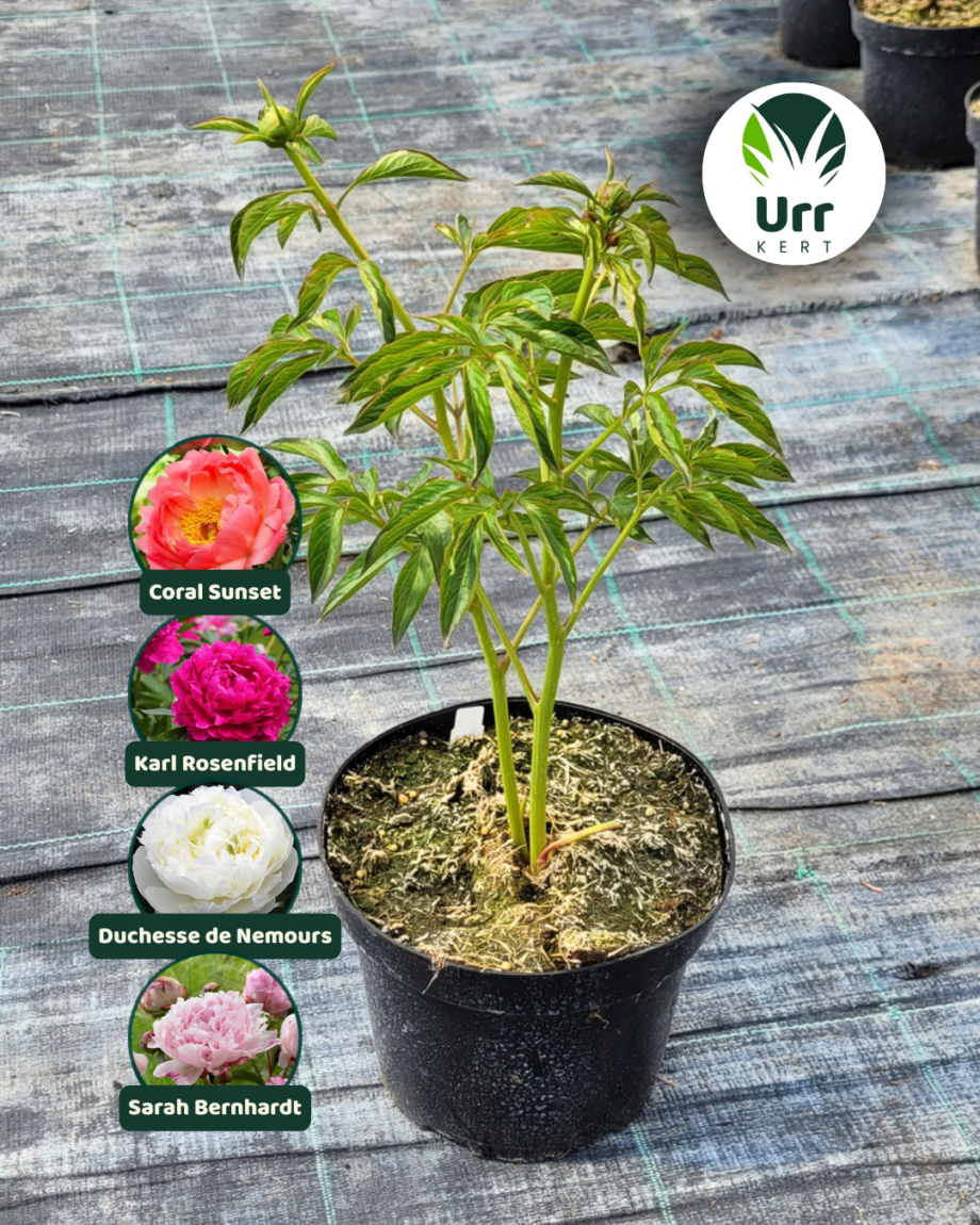 Paeonia Lágyszárú Bazsarózsa - www.urrkert.hu