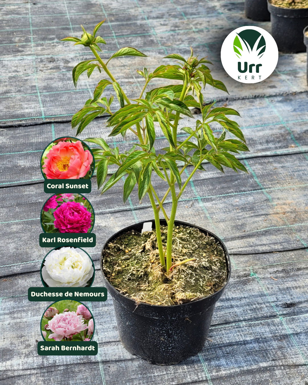 Paeonia Lágyszárú Bazsarózsa - www.urrkert.hu
