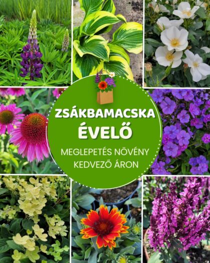Zsákbamacska évelő növény kedvező áron az Urr Kert webshopban
