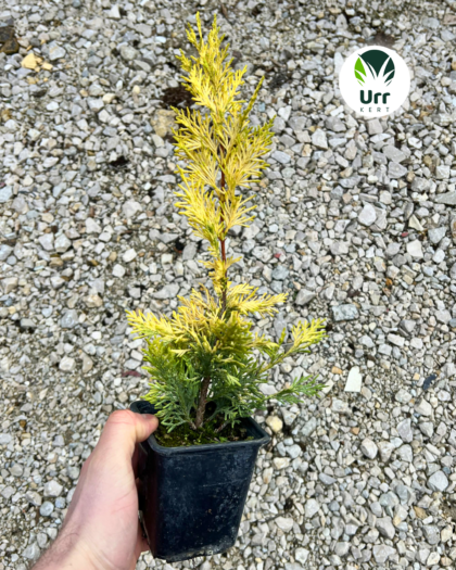 Leylandi Ciprus 'Gold Rider'