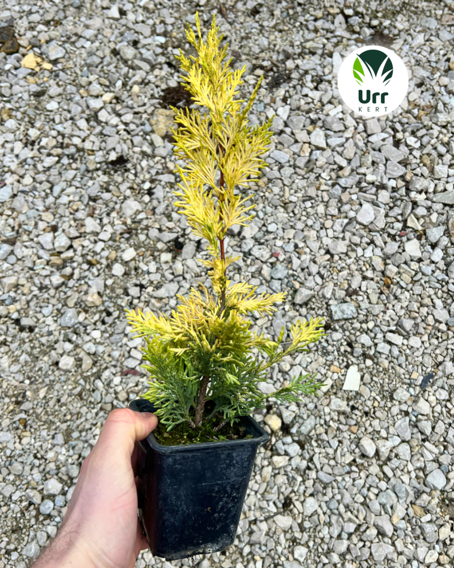 Leylandi Ciprus 'Gold Rider'