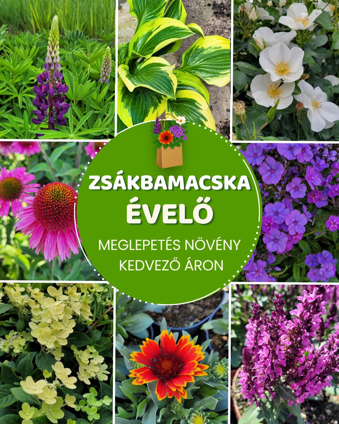 Zsákbamacska évelő növény kedvező áron az Urr Kert webshopban