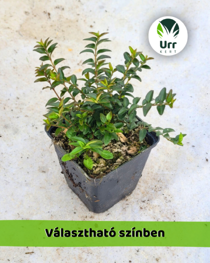 Örökzöld Mirtuszlonc