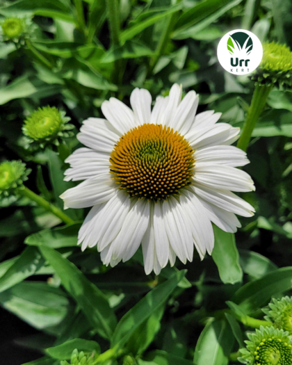 White Swan kasvirág fehér virágai (Echinacea purpurea 'White Swan')