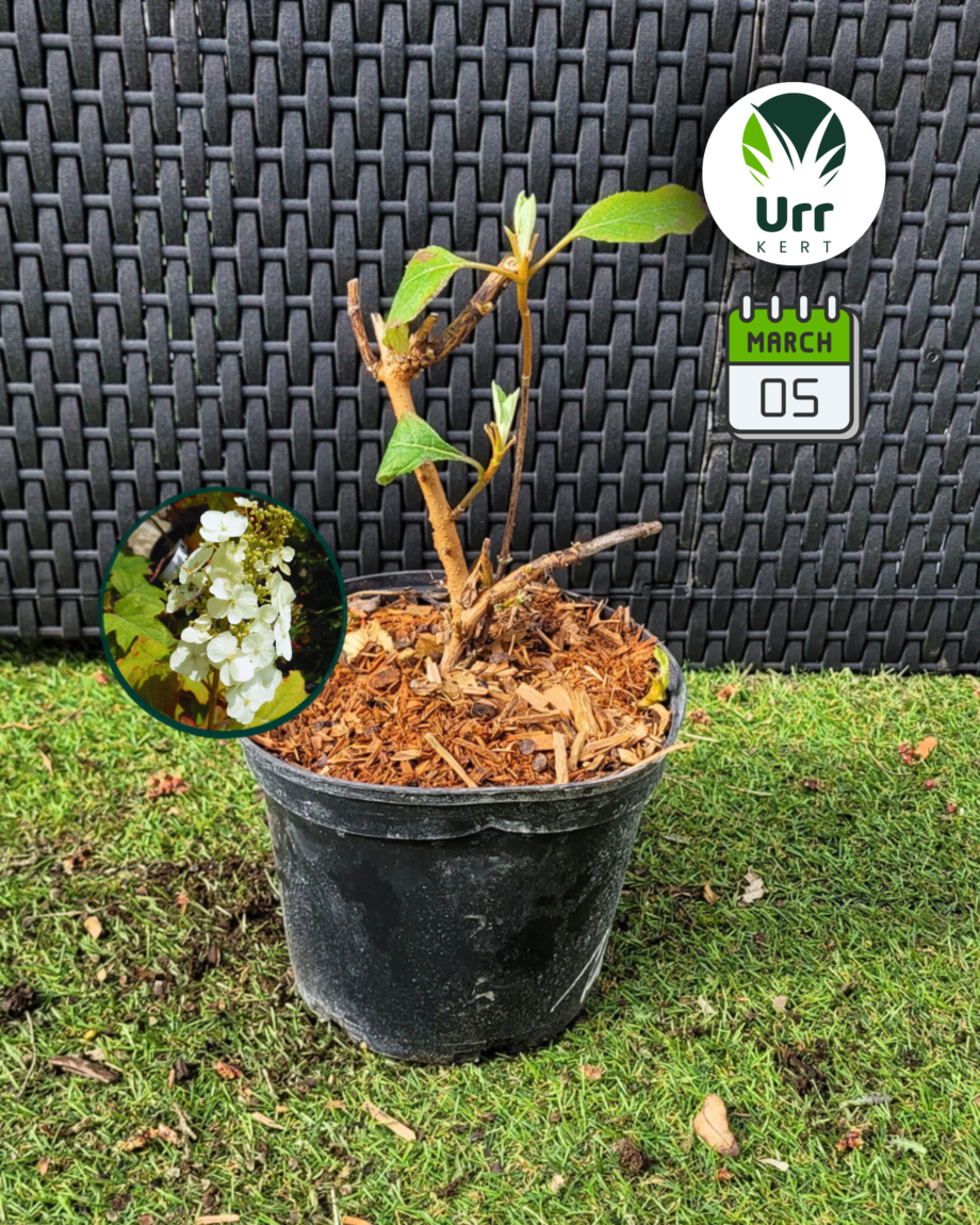 Tölgylevelű Hortenzia 'Black Porch'