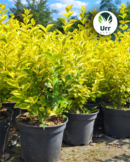 Ligustrum ovalifolium Zafir tarka levelű fagyal sárga-zöld lombbal