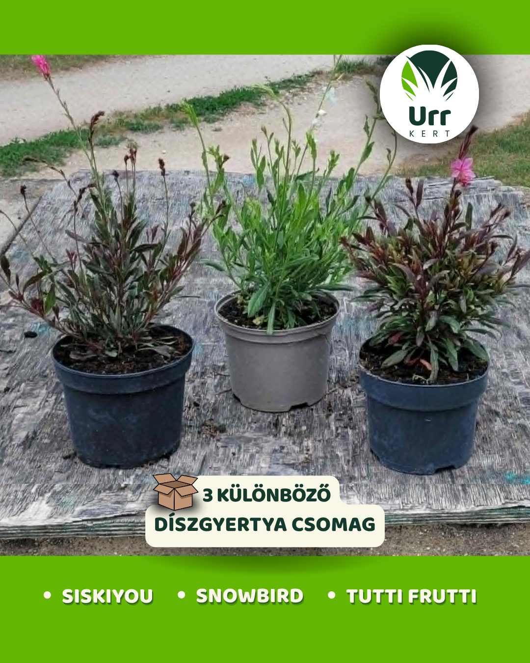 Díszgyertya csomag három különböző Gaura lindheimeri fajta napos kertekbe