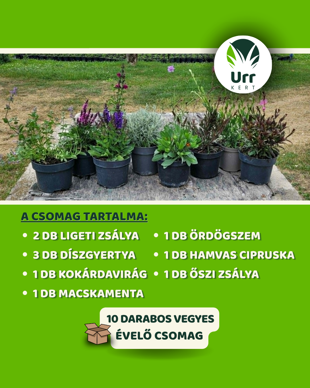 Vegyes évelő csomag ligeti zsálya díszgyertya kokárdavirág macskamenta