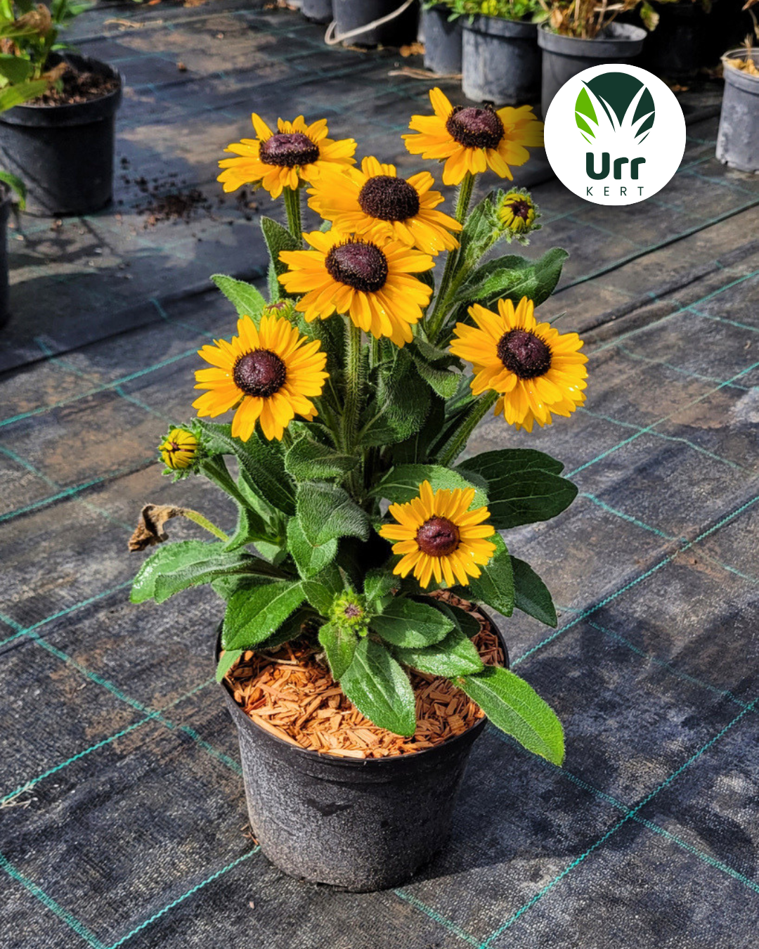 SmileyZ Divine kúpvirág élénksárga virágokkal (Rudbeckia 'SmileyZ Divine')