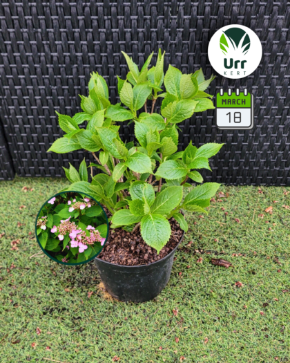 Fűrészeslevelű Hortenzia 'Magic Pillow'