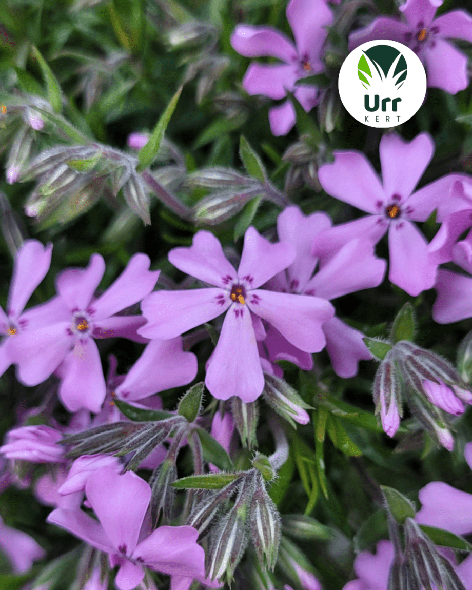 Árlevelű lángvirág - választható színben