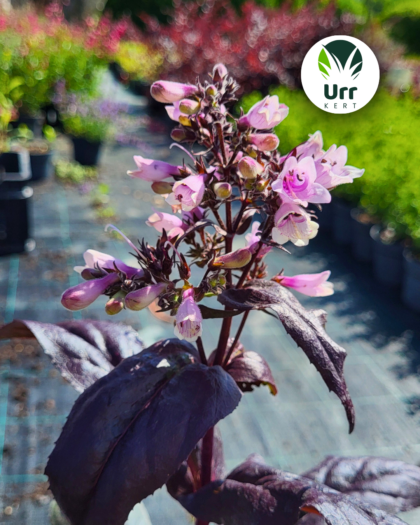 Bíborlevelű Bugatölcsér