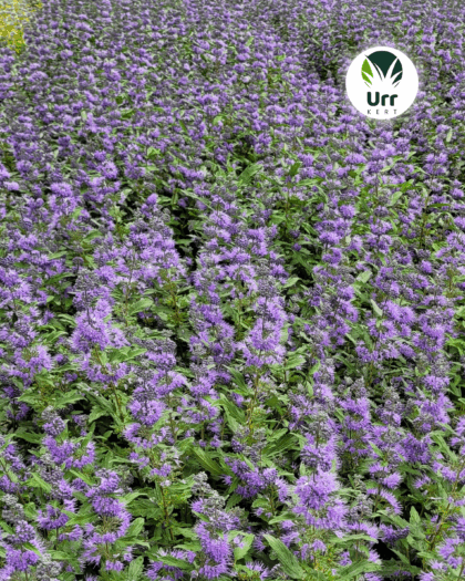 Ezüst Levelű Kékszakáll