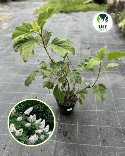 Tölgylevelű Hortenzia 'Snow Queen'