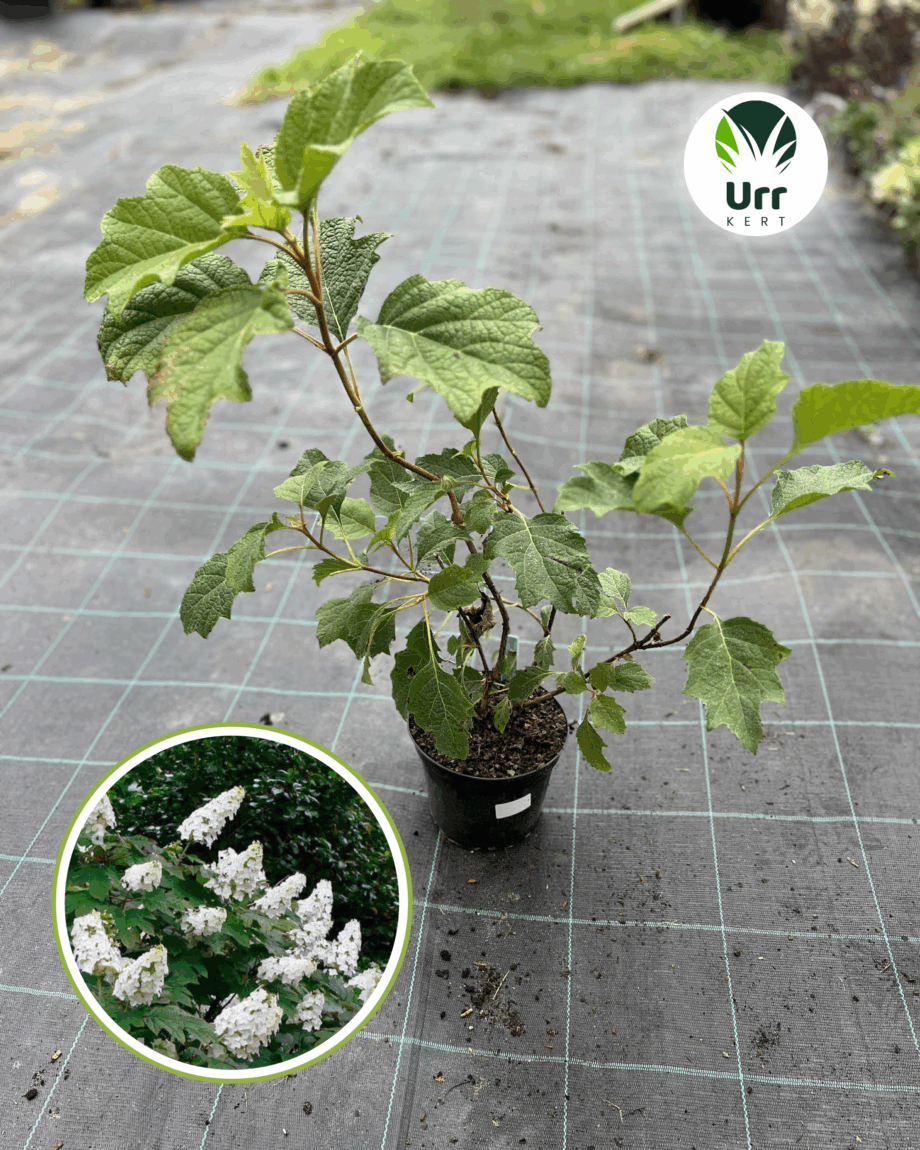 Tölgylevelű Hortenzia 'Snow Queen'