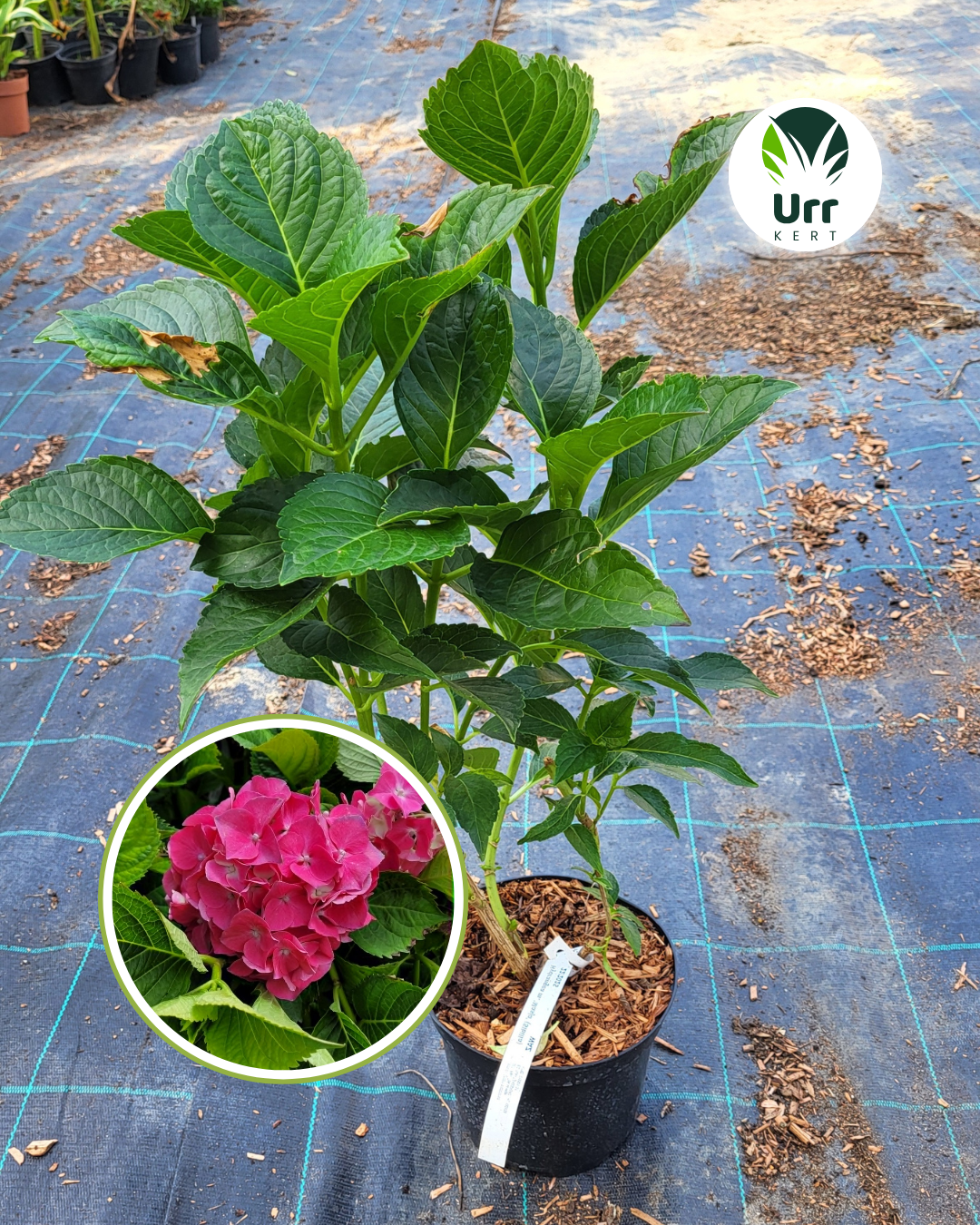 Nagylevelű hortenzia Masja Hydrangea macrophylla rózsaszín virág cserépben